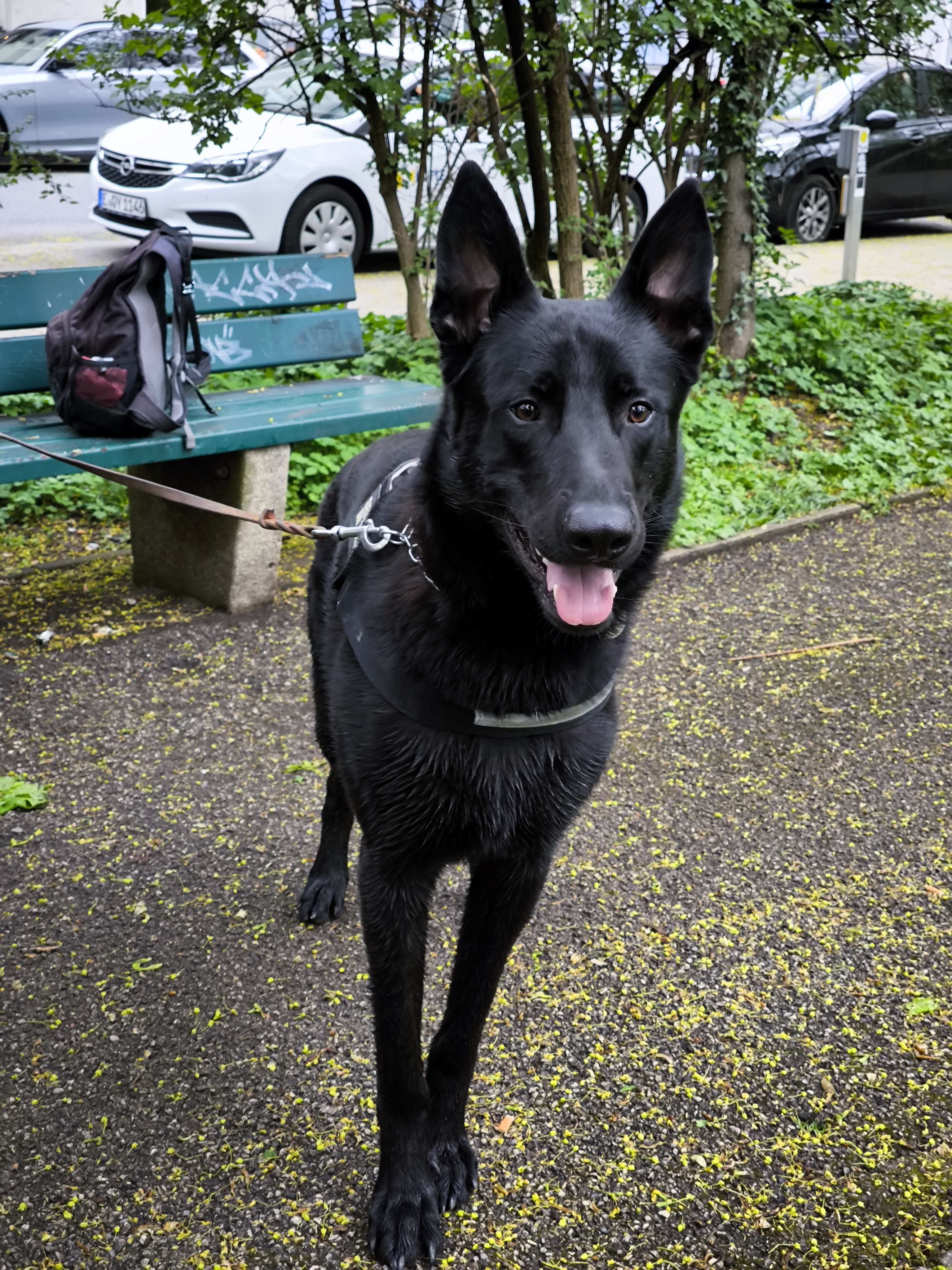 Schäferhund Duke sieht Verlockendes in der Ferne