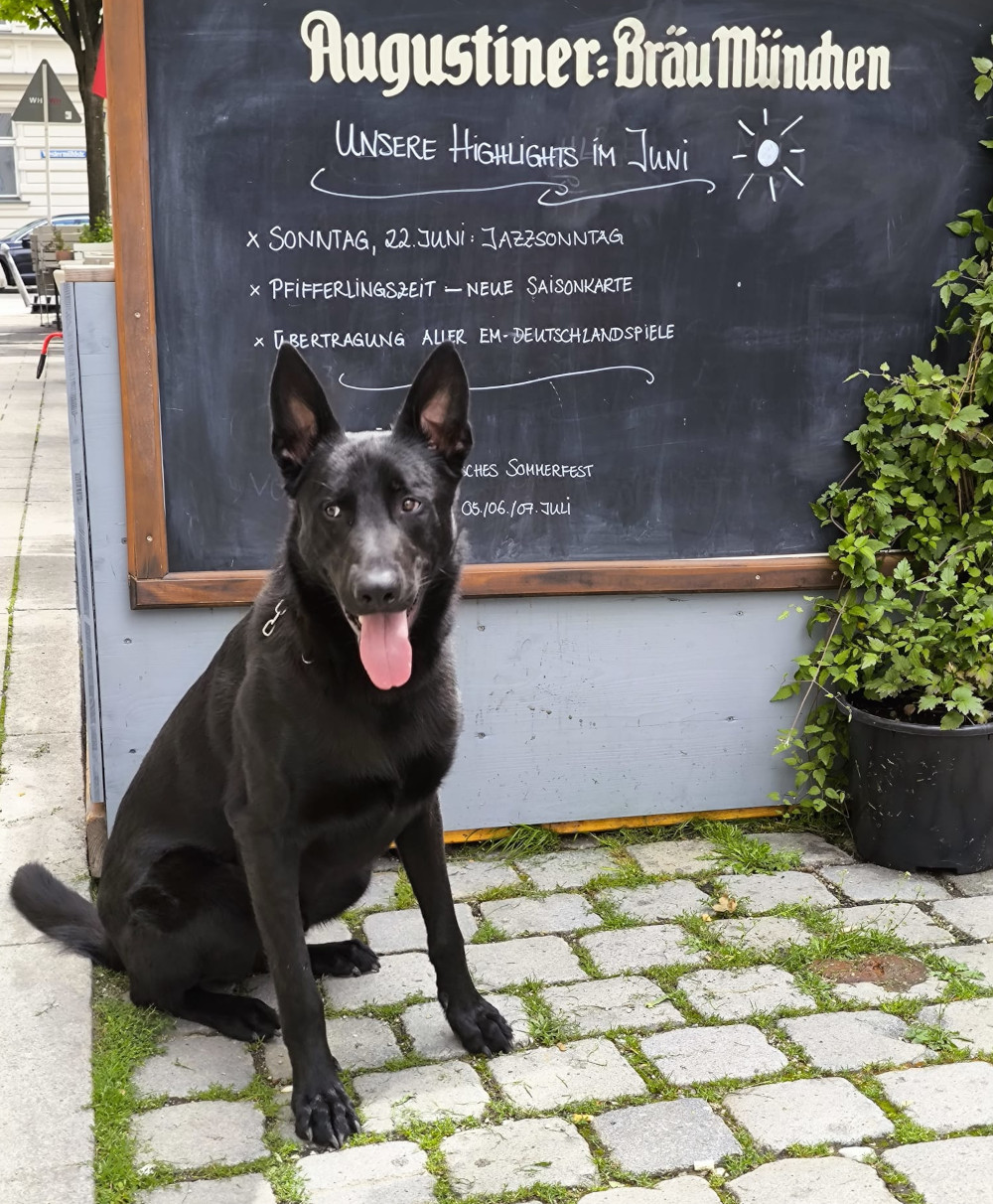 Mein Schäferhund Duke - immer eiin Highlight